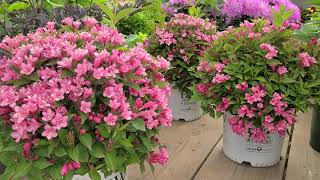 Czechmark Twopink® Weigela from Proven Winners®  Compact HARDY shrub LOADED with pink flowers [upl. by Airalednac]