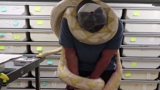 19ft Python Snake Chokes Man Around The Neck  BRIAN BARCZYK [upl. by Eiaj687]