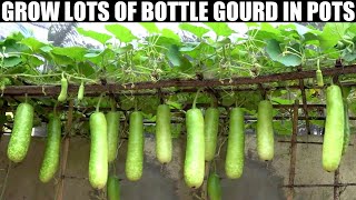 How to Grow Gourds at Home  FULL INFORMATION [upl. by Zilef]