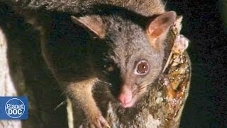 Marsupials monotremes amp eutherians  Australia [upl. by Ona]