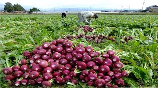 Asian Radish Harvesting Modern Machine  Radish Processing Japan Agriculture Farm [upl. by Aselehc537]