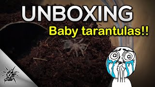 Tarantula sling unboxing 1 My first ever unboxing  L difficilis A geniculata B albopilosum [upl. by Anippesuig]