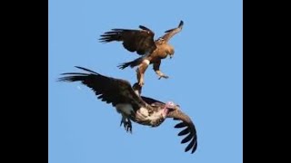 Best Eagle 🦅 Fights VS Other Birds Hawk Heron Hen Vulture Stork etc  Caught on Camera [upl. by Perceval357]