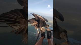 Unbelievable Vulture Lands on Paraglider Over Brazil [upl. by Nnainot780]