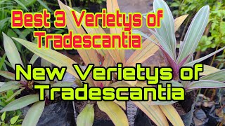 Kadak Bijali  New Variety of Tradescantia  Best 3 Variety of Tradescantia [upl. by Ydde]