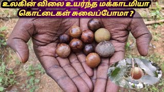 World Most Expensive Macadamia Nuts Taste Tamil  உலகின் விலை உயர்ந்த மக்காடாமியா கொட்டை சுவைப்போம் [upl. by Bum]