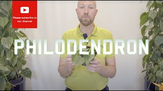 All you need to know about Philodendron scandens hederaceum Heart Leaf [upl. by Quint]