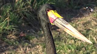 Le Jabiru dAfrique ou Jabiru du Sénégal  Parc des Oiseaux  Villars les Dombes Ain France [upl. by Einnaoj]