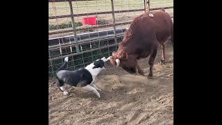 Dog breaking cattle with Brodey [upl. by Aleemaj]