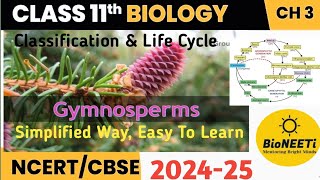 Gymnosperms  Classification And Life Cycle Plant Kingdom  Class 11 Biology NCERT NEET [upl. by Wilscam]