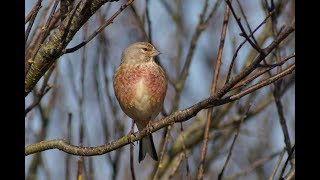 Common Linnet digiscoped [upl. by Ash]