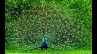 Beautiful Peacock Dance with natural sound  Pets Planet [upl. by Towbin412]