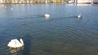 Beautiful swans swimming in lake [upl. by Maloy]