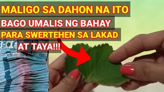 3 DAHON ng OREGANO IPahid Bago Tumaya Para Swertehen inday8buhayprobinsya [upl. by Lavina]