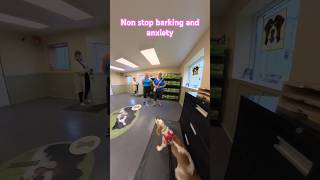 One yearold spaniel nonstop barking and anxiety 1st session [upl. by Ahmed]