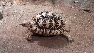 Indian Star Tortoise  Singapore Zoo [upl. by Kimitri]