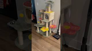 Always Getting A Headcount 🐱😅  Week 75  Short 233 cat kitten animals cute dailyvlog [upl. by Maurie]