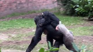 Baby Chimpanzees Play Fighting With Other Chimps [upl. by Htir]