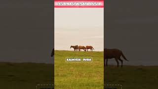 INDAHNYA KALMYKIA RUSIA belajarrusiaindonesia rusia destinasiwisatarusia beautiful kalmykia [upl. by Domella988]