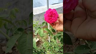 Pleasant memories பன்னீர் ரோஜா scented rose 7days rose garden flowers healthyliving shorts [upl. by Loise]