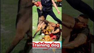 Belgian Malinois ❌Pro training 🦮 malinois becgiegermanshepherd chó pets dog [upl. by Gardell507]