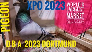 Taubenmesse Dortmund 2023  DBA Brieftauben Austellung 2023 Racing Pigeon EXPO 2023 Dortmund [upl. by Byrd65]