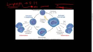 29  Chronic inflammation  Hematopoiesis Lymphocytes Macrophages IFNy [upl. by Oiliruam]