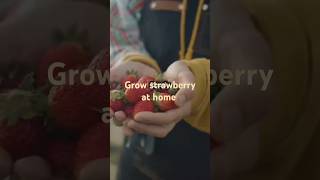 How to Grow Strawberries at Home Complete Guide for Beginners facts youtubeshorts trending [upl. by Stephine]