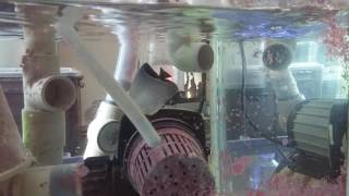 Chaetodon larvatus Feeding Video [upl. by Naloc]