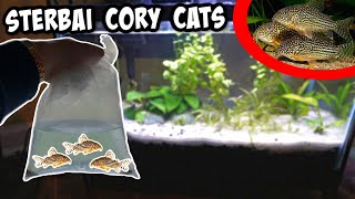 My NEW STERBAI CORY CATFISH For GUPPY AQUARIUM [upl. by Zaraf368]