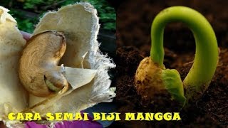 CARA MENANAM MANGGA DARI BIJI  PART SEMAI [upl. by Tchao]