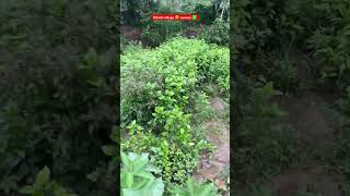 Nilothi village nursery 😍✅plants plant nursery nilothi shorts firstshortvideo youtube [upl. by Sedaiuqlem]