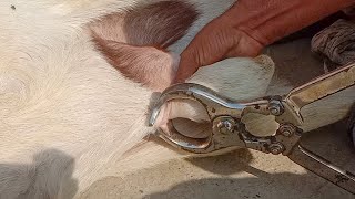 Castration in goat Buck l Castration Method by Burdizzo Castrator in Buck  Dr Ikram [upl. by Pelagi]