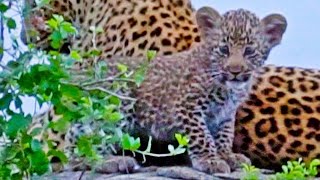 Leopardess Grooming Her Curious Cub [upl. by Hgielyak]