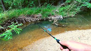 Action Packed Small Creek Fishing [upl. by Donahoe271]