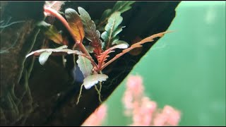 How to grow Hygrophila Pinnatifida [upl. by Martelle595]