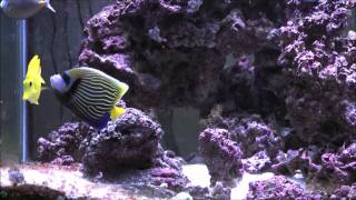 Emperor Angelfish Pomacanthus imperator  AquariumDomaincom [upl. by Retsub]