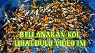 koi polosan chagoi tembaga yang wajib ada di kolam penghoby koi [upl. by Sexton699]