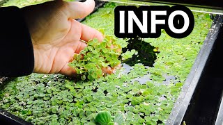 Salvinia Minima Aquarium Floating Plant [upl. by Yelhsa]