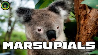 Marsupials  Facts about Marsupials [upl. by Mode]