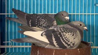 Racing pigeons Breeding loft tour and update [upl. by Icaj52]