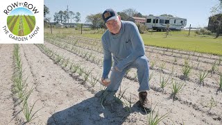 HOW TO GROW ONIONS IN THE FALL [upl. by Anya]