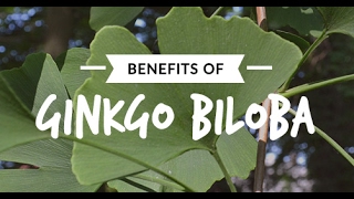 Ginkgo Biloba the quotBrain Herbquot [upl. by Auqinom]