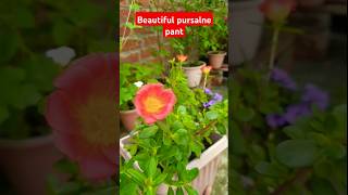 Purslane plant care n tips  Beautiful purslane flowers shortsgardennatureredflower [upl. by Elianore]