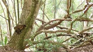 Singes capucins aux îles du Salut [upl. by Anaidiriv]