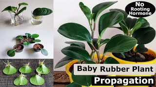 3 Easy Ways to Propagate Your Baby Rubber Plant Peperomia obtusifolia  Peperomia Propagation [upl. by Jueta]