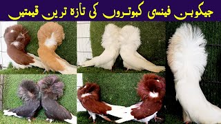 Jacobin Fancy Pigeon Price Imported Bloodline in Pakistan  Jacobin White black or Yellow [upl. by Ynnal920]