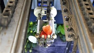 Agrobot Automates the Work of Berry Harvesting [upl. by Nipha964]