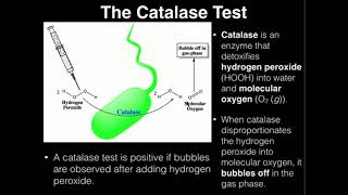 Microbiology Catalase Test [upl. by Obara]