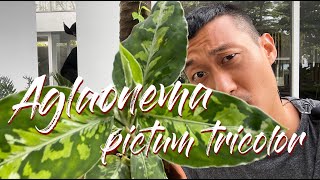 Aglaonema pictum tricolor care and propagation [upl. by Dwan]